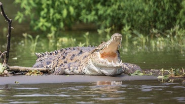 crocodile opens mouth to show toothy jaws