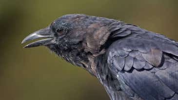Thousands of Crows Invade Rochester, New York—and Bird Poop Is Falling “Like Rain”
