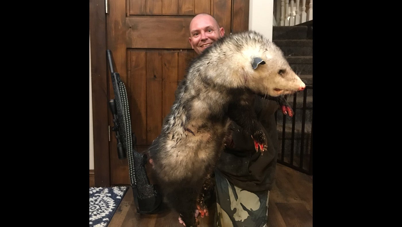 man holds large dead possum for camera