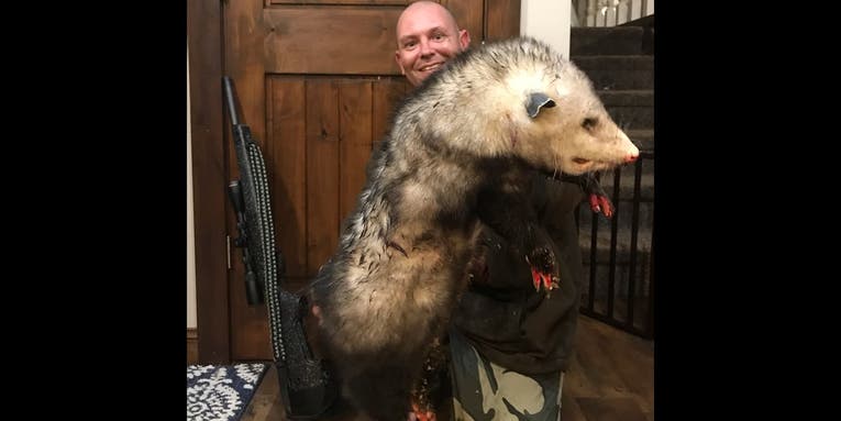 “Like a Little Bear!” Man Kills Giant Possum Trying to Raid His Chicken Coop