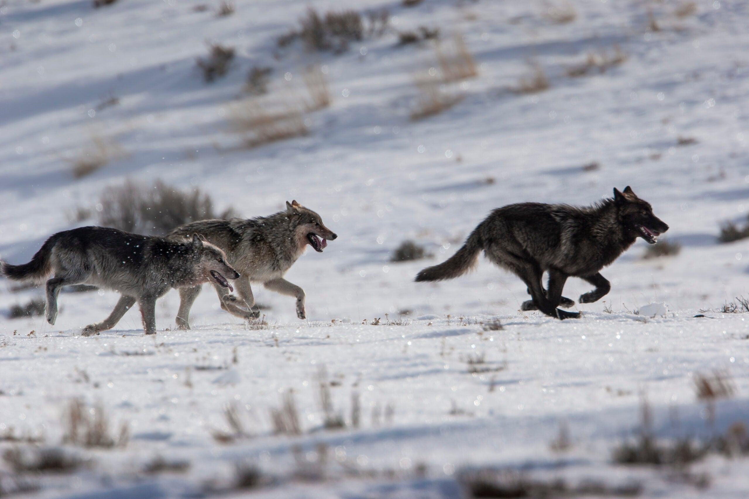 Волк км час. Yellowstone Wolf Pack Druid Peak 21m. Бегущая с волками. Волк убегает.