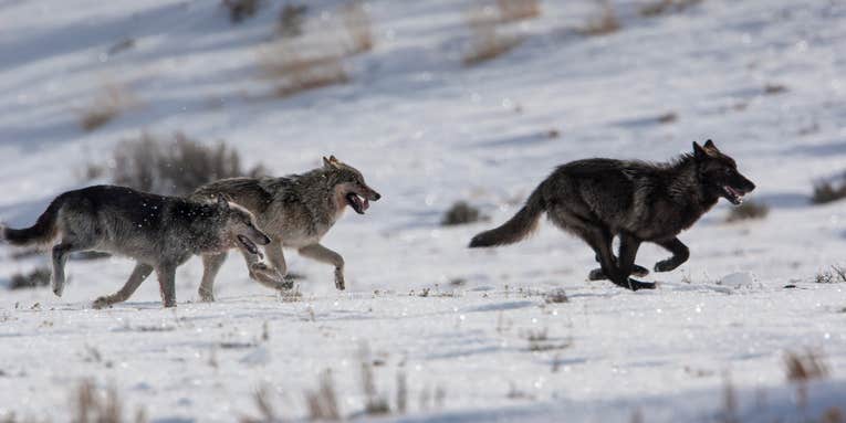 Colorado Confirms First Wolf Kill of Livestock in Decades