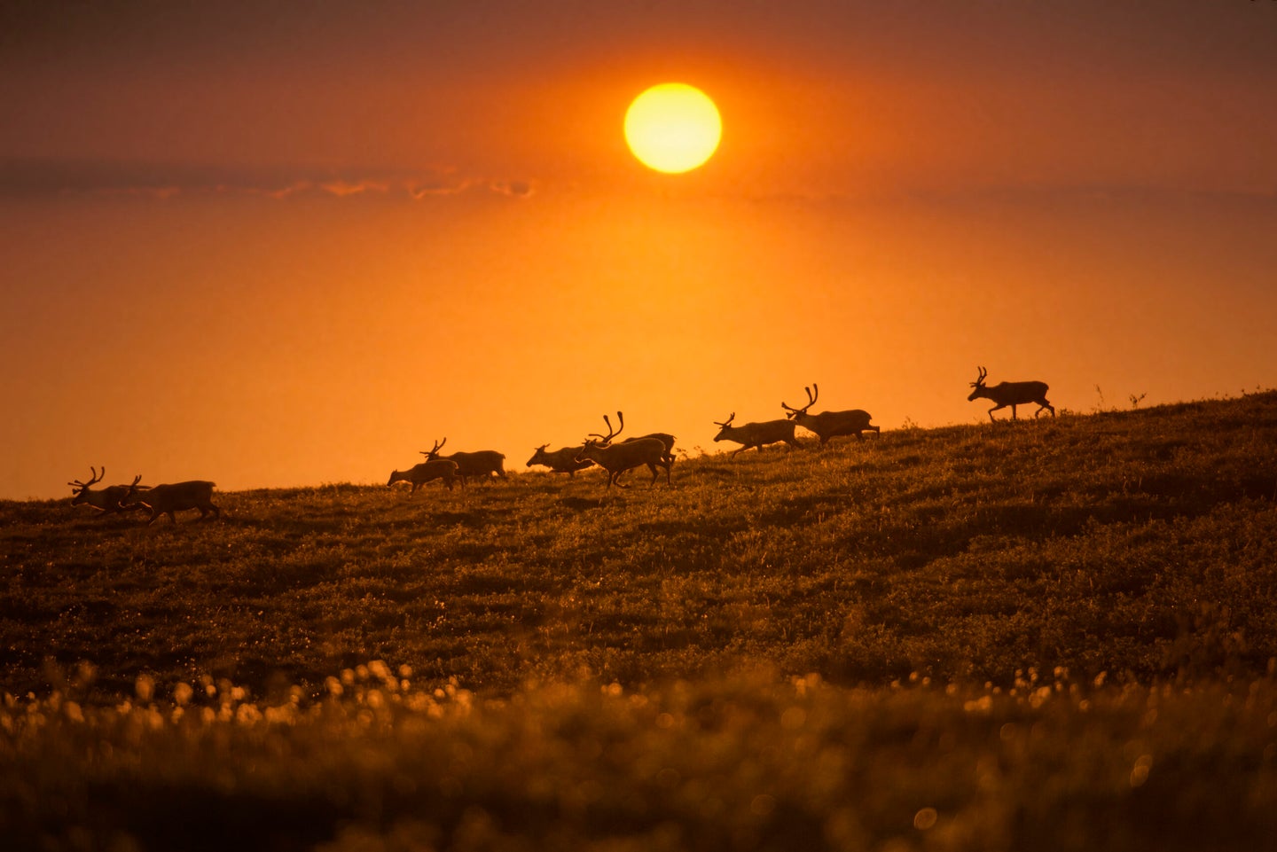 members of Western Arctic Caribou herd migrate during sunset