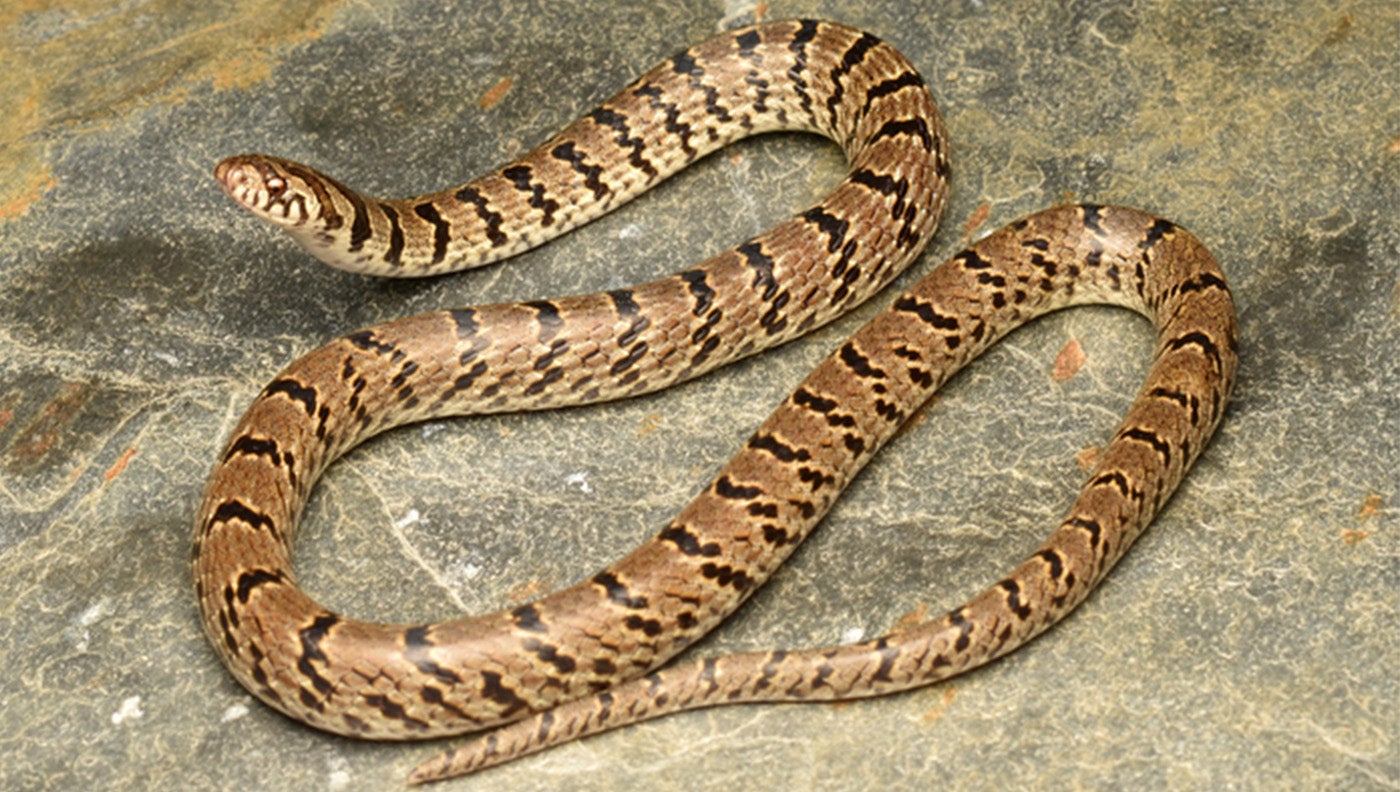 a photo of a new species on snake found in India