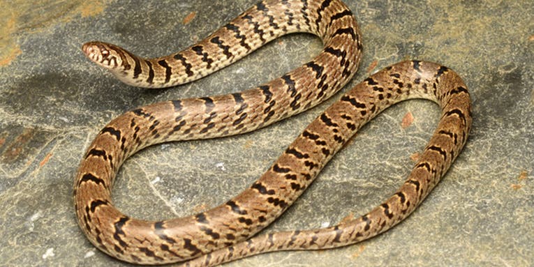 Indian Scientists Discover New Snake Species…On Instagram