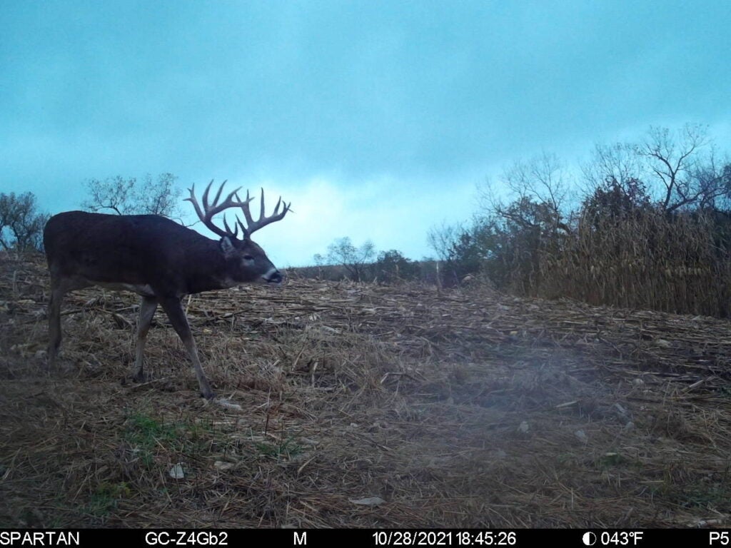 Trail cameras and prior history played major roles in planning for this buck
