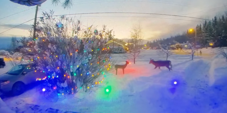 Video: Neighborhood Bucks Won’t Stop Beating Up Rudolph Decoration