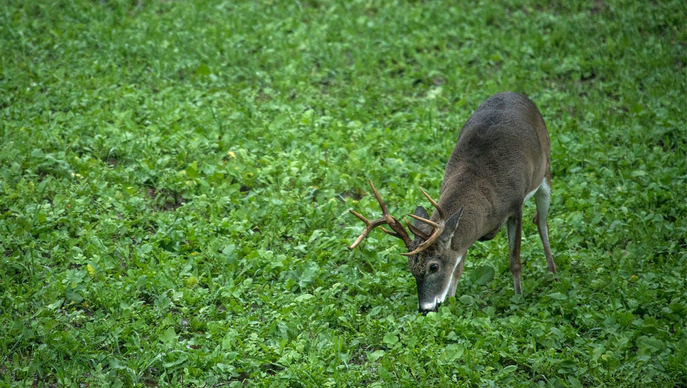 a photo of a whitetail buck eating brassicas