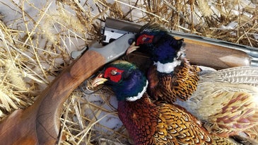 two dead pheasant roosters lie next to shotgun