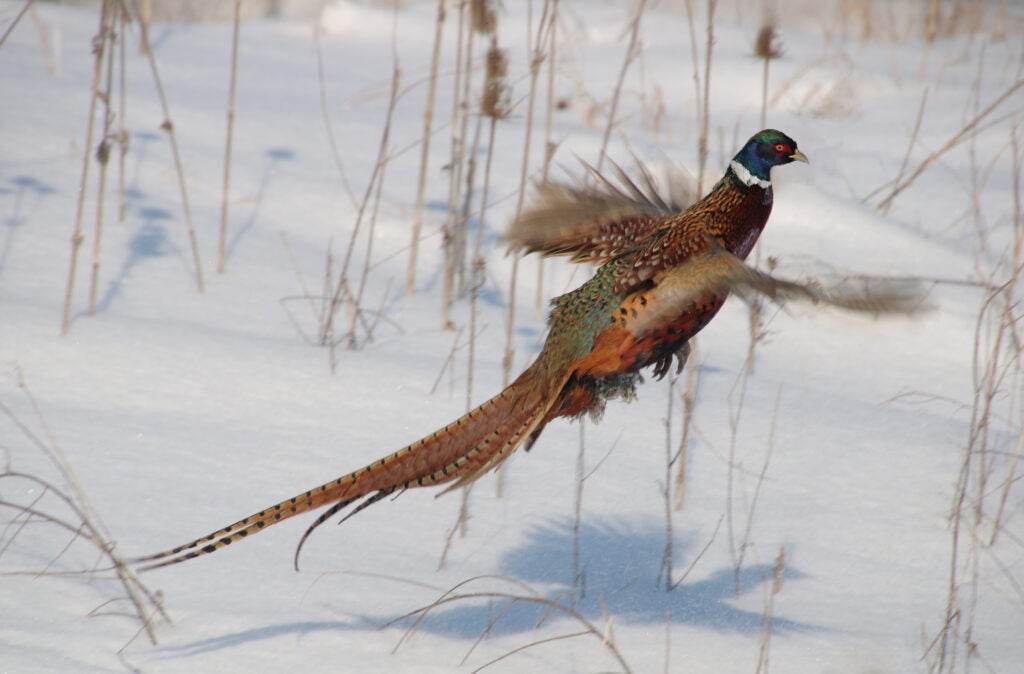 pheasant rooster flushes in snowy landscape