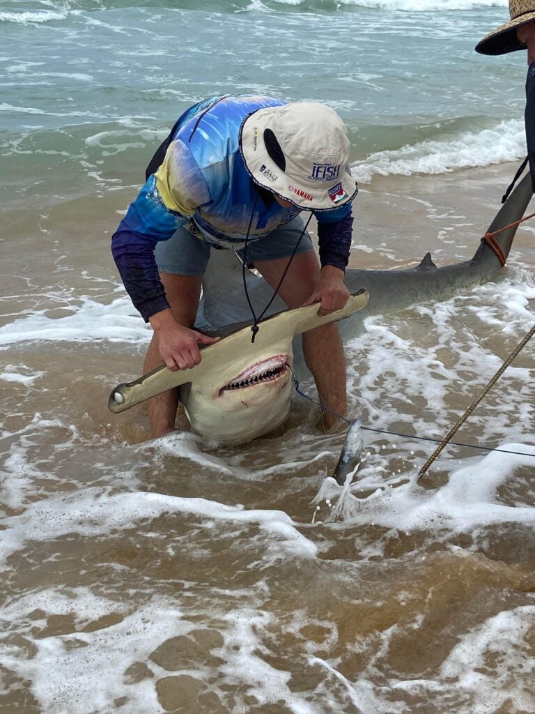 shark angler holds hammerhead's head