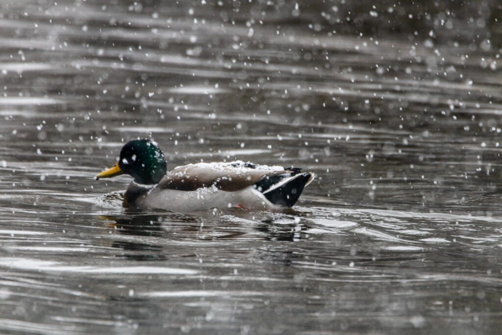 mallard on water as it snows