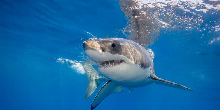 Shark Kills 31-Year-Old Man in Startling Attack Off Central California Coast