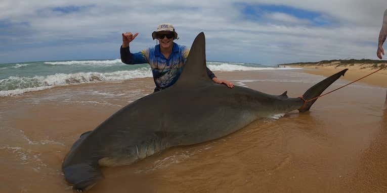 Aussie Angler Lands Hefty 10-Foot Hammerhead Shark from the Beach