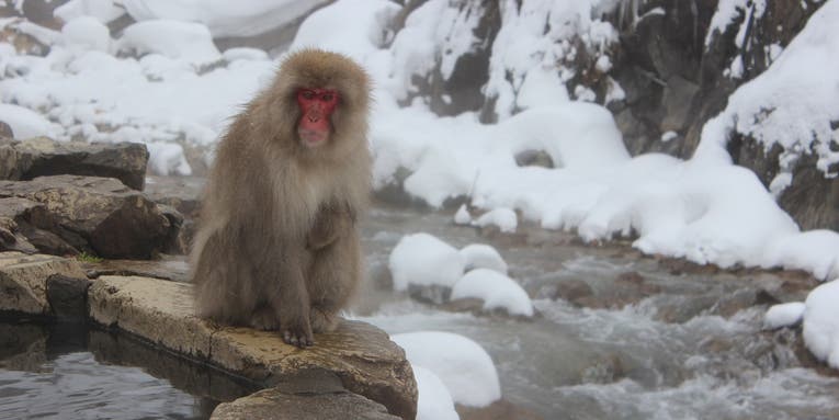Fishing Monkeys? New Study Shows Japanese Macaques Catch and Eat Brown Trout