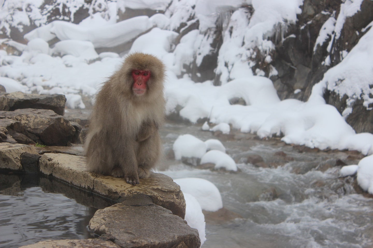 Japanese Macaque next to stream
