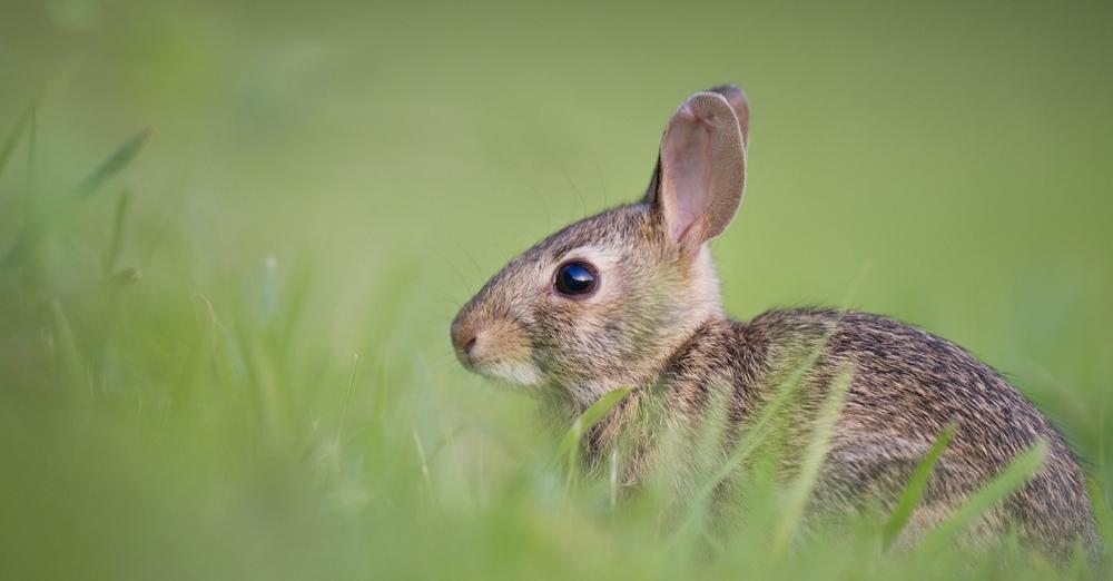 photo of a cottontail rabbit