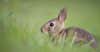 photo of a cottontail rabbit