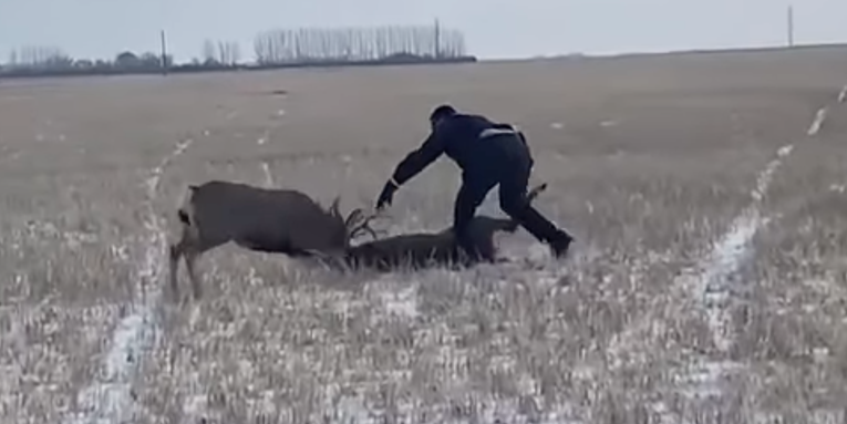 Video: Muley and Whitetail Bucks Lock Antlers in Battle to the Death