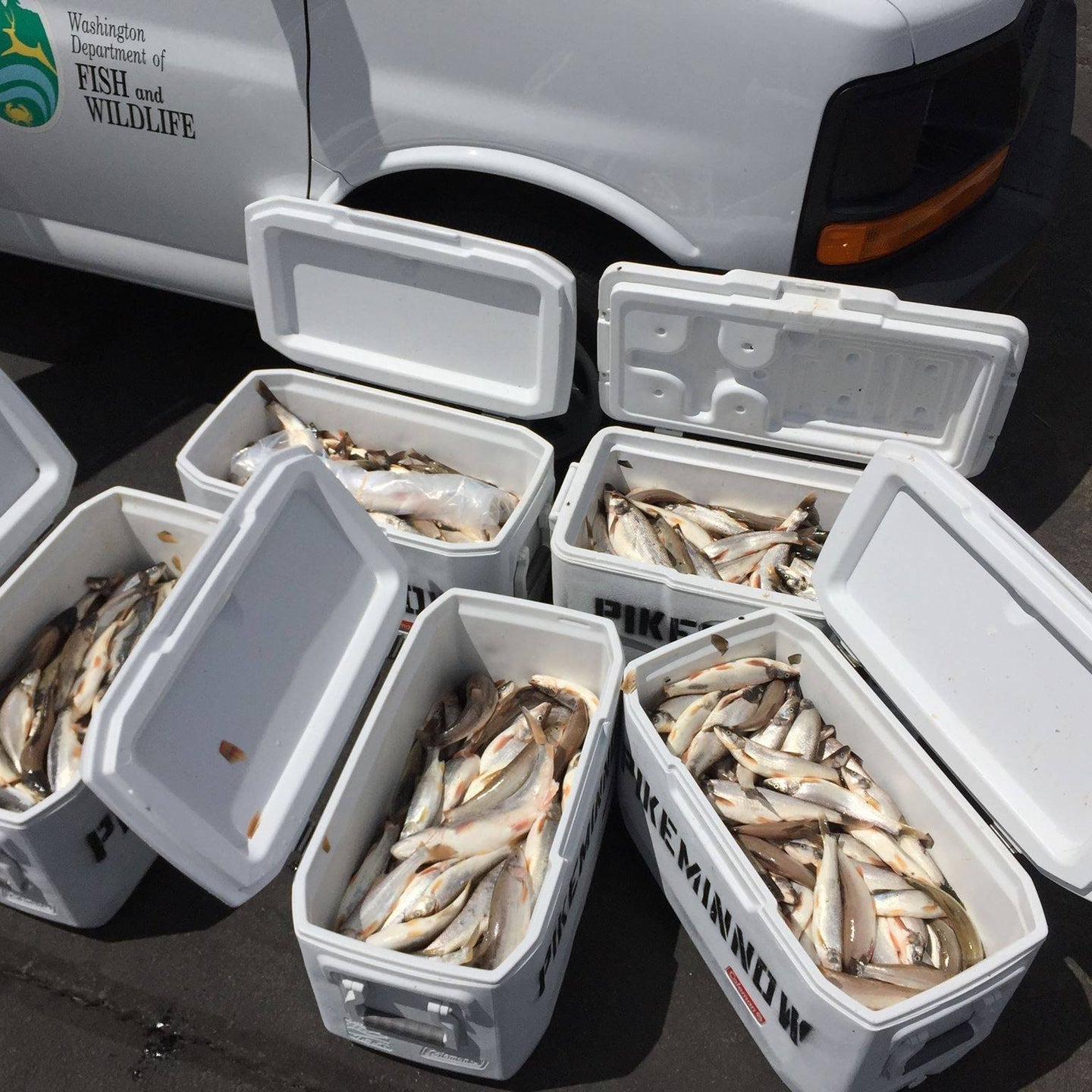 northern pikeminnow in coolers