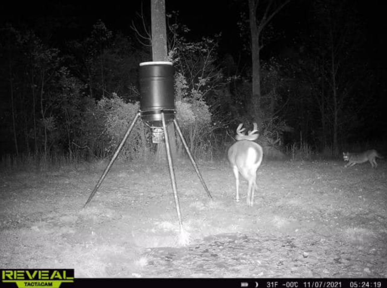 wildest trail camera photos, coyote and buck