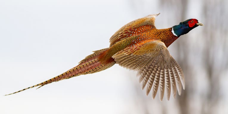 Late Season Pheasants: 10 Expert Tips for Bagging More Winter Roosters