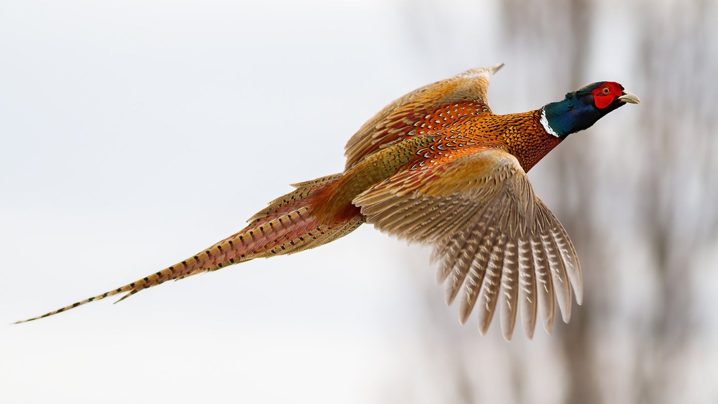 A ringneck pheasant flying with snowy background