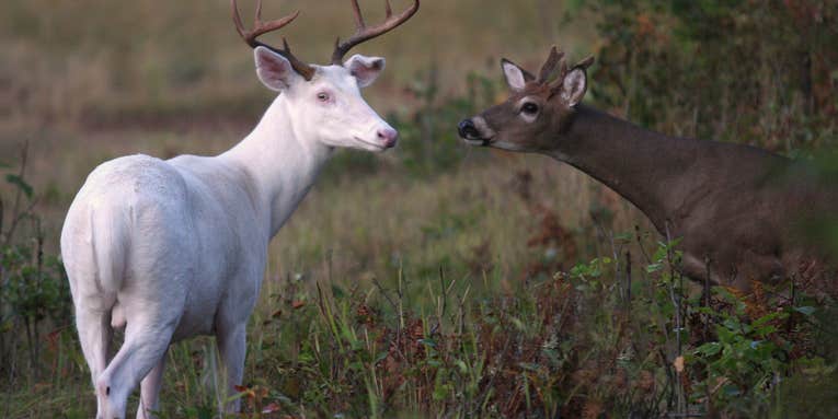 I Passed Up an Albino Buck. And a Piebald Doe. The Reasons Why May Surprise You
