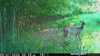 wildest trail camera photo, piggyback fawn