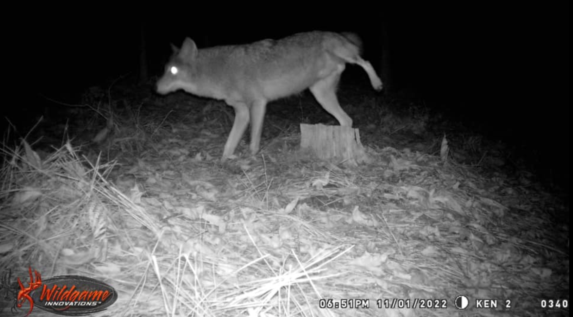 wildest trail camera photo, coyote
