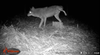 wildest trail camera photo, coyote