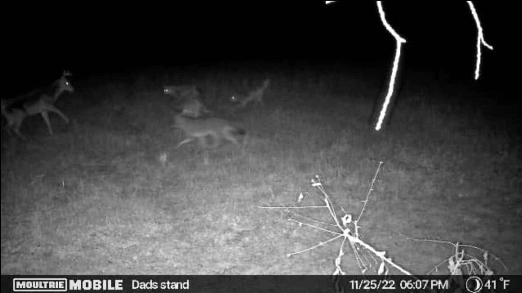 wildest trail camera photos, coyotes and buck