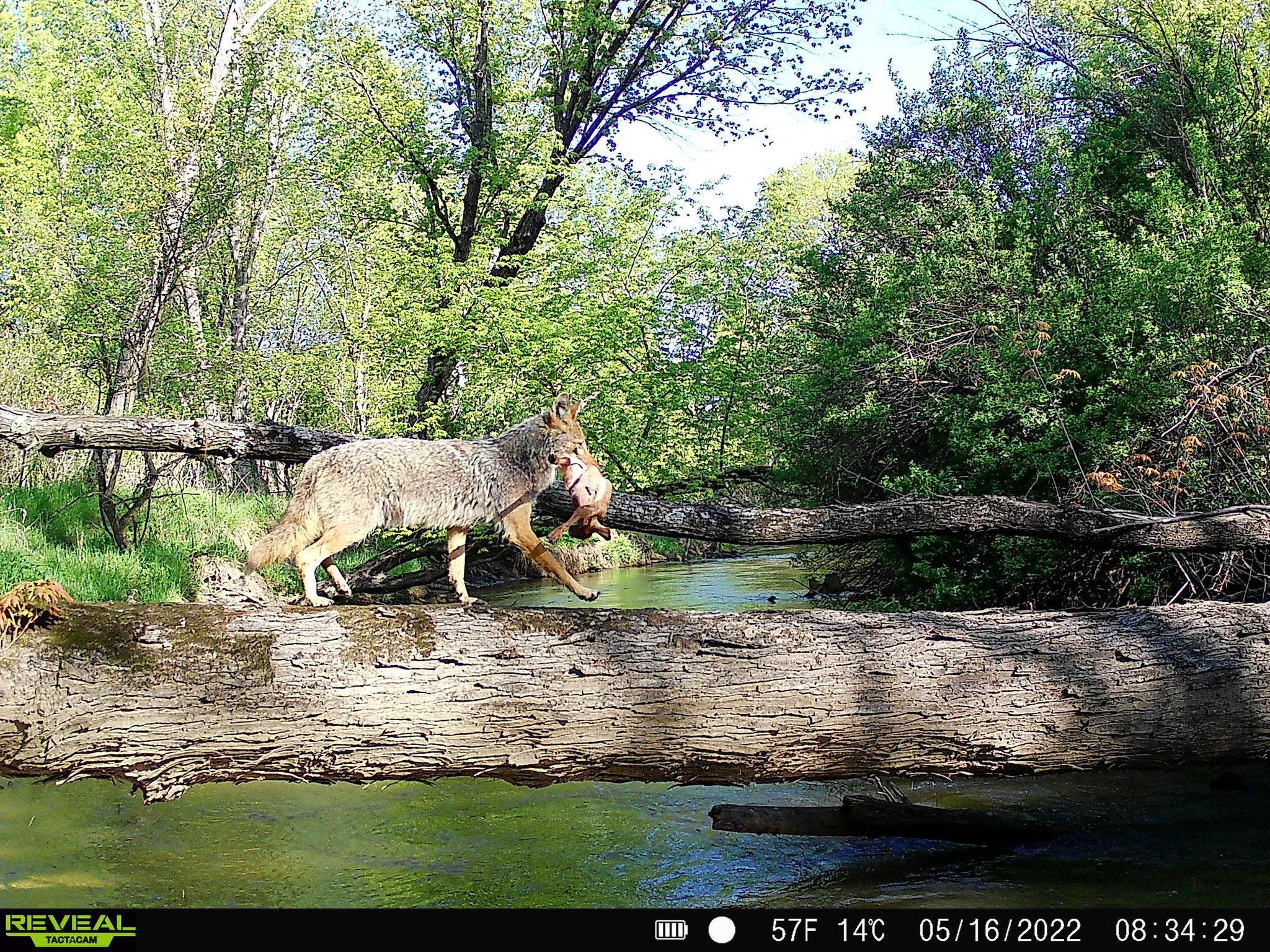 wildest trail camera photo, coyote crossing