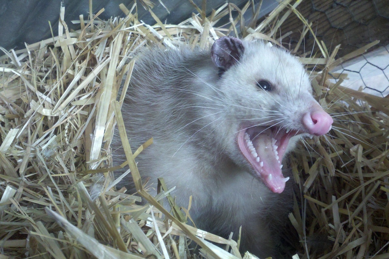 Possums may not be the tick-eradicators as once was thought.