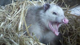 New Study Says Possums Don&#8217;t Like Eating Ticks