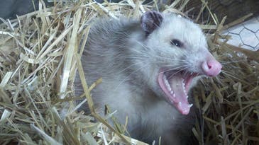 New Study Says Possums Don’t Like Eating Ticks