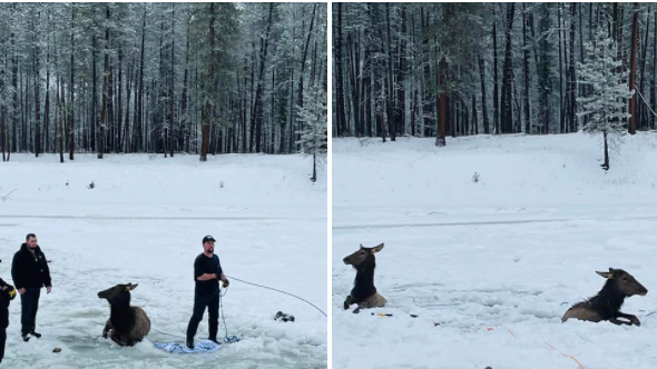 photo of families saving trapped elk