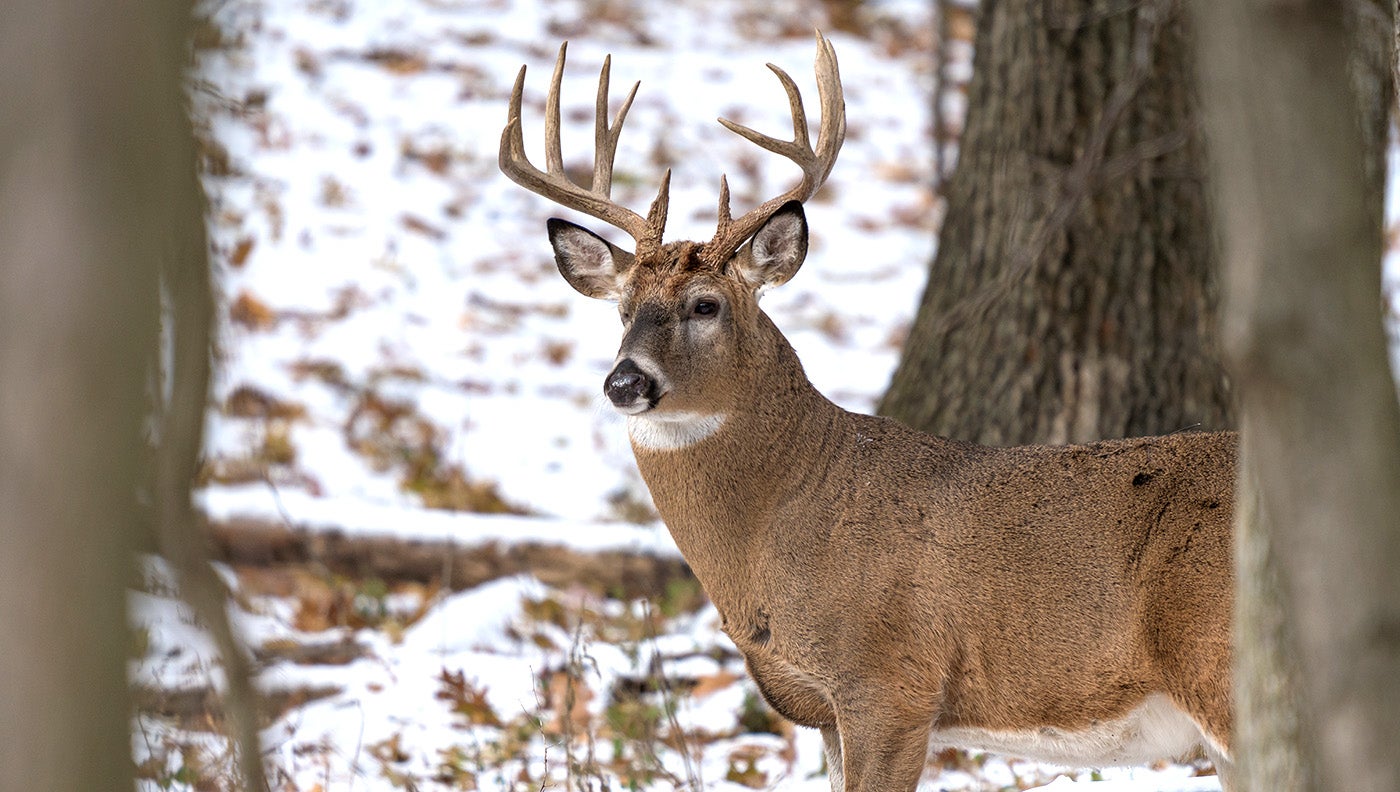 photo of a whitetail buck in snow