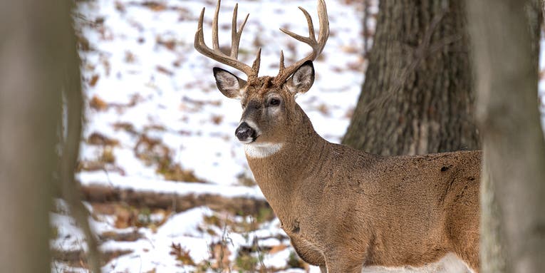 4 Things Every Deer Hunter Should Do as Soon as the Whitetail Season Closes