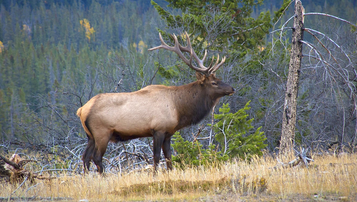 photo of elk in mountains