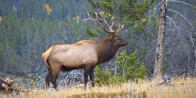 Idaho Poacher Sentenced to Spending Elk Season In Jail for the Next Three Years