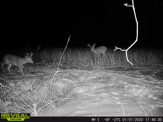 a trail-cam picture of whitetail deer