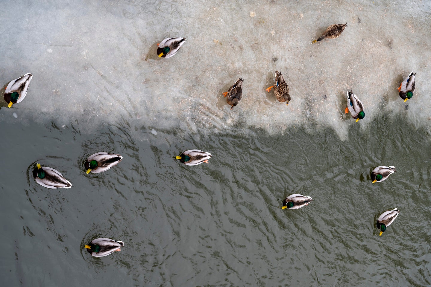 The ducks viewed from above during winter time