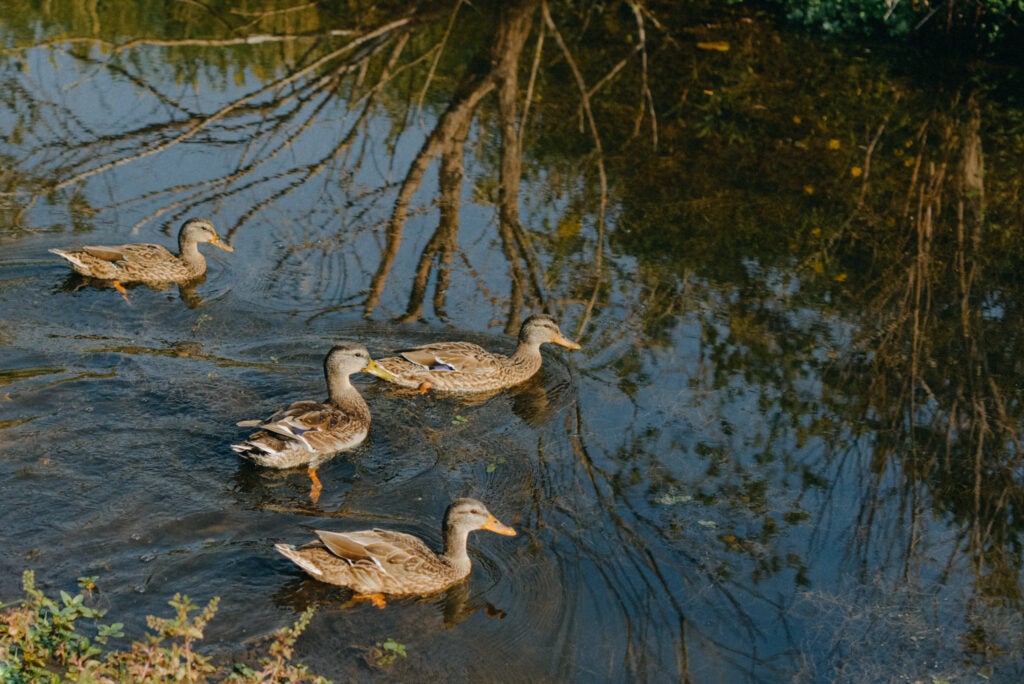 Group of 4 American Black Duck on the water in a riparian forest.