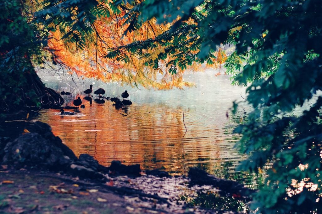 Pond of water in the park with light filtering through the trees with autumn leaves, while mallards swim in groups.