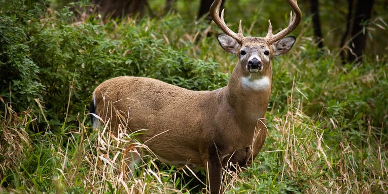 Lost Wisconsin Hunter Found After Being Gored By Wounded Buck