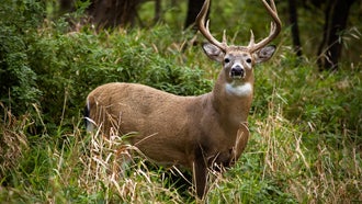 A whitetail buck in prime October condition.