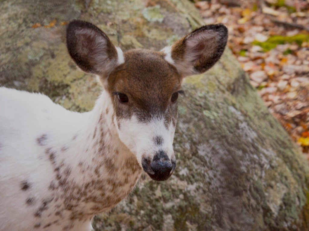 a photo of a piebald whitetail doe