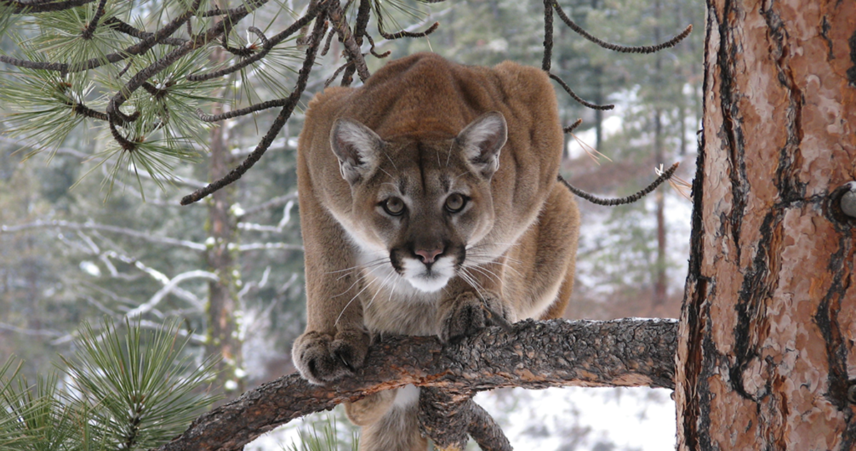 Mountain lions are directly responsible for killed at least 54 collared elk calves since the spring.