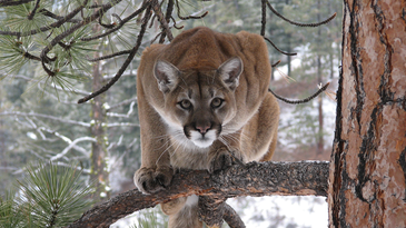 Washington Counties Call for Extended Cougar Season, as Cats Decimate Elk Calves
